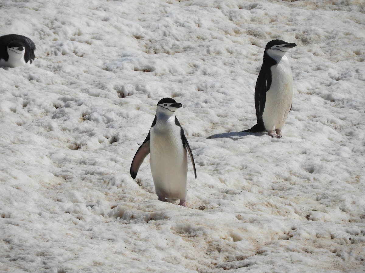 tučňák uzdičkový - ML619165125