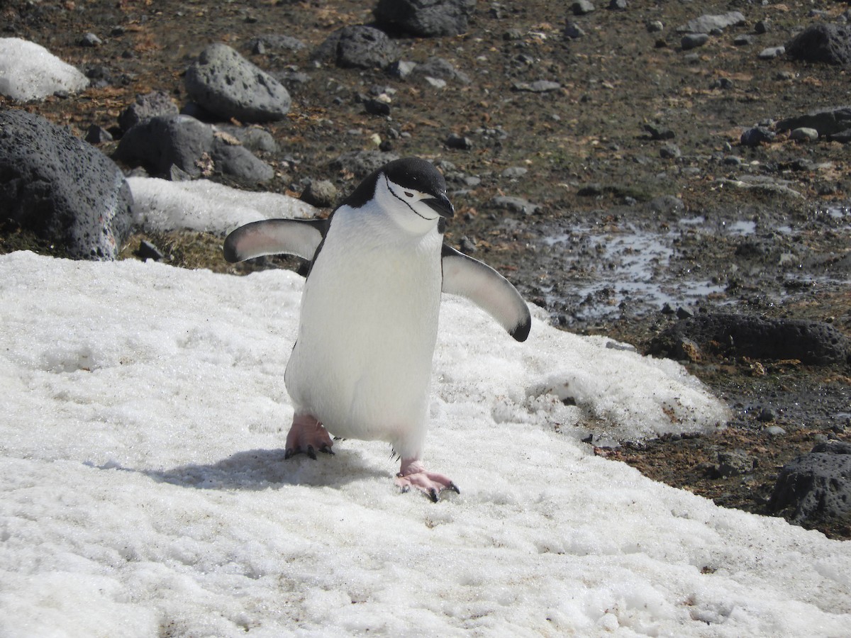 Пінгвін антарктичний - ML619165130