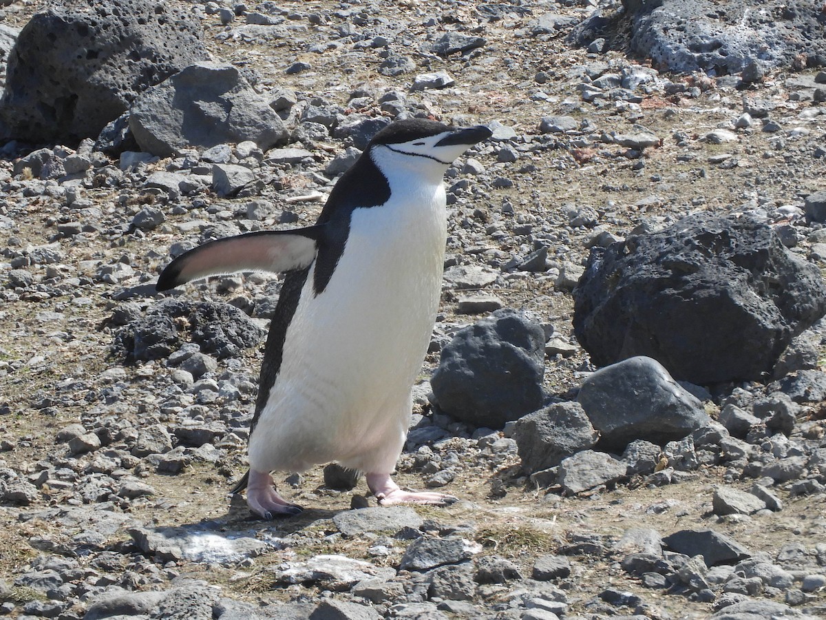 Антарктический пингвин - ML619165132