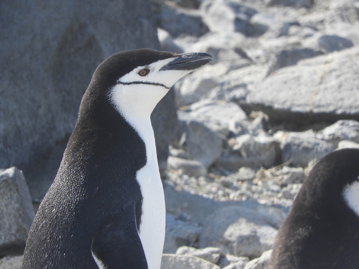 Антарктический пингвин - ML619165140
