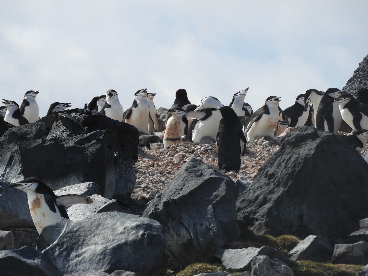 tučňák uzdičkový - ML619165151