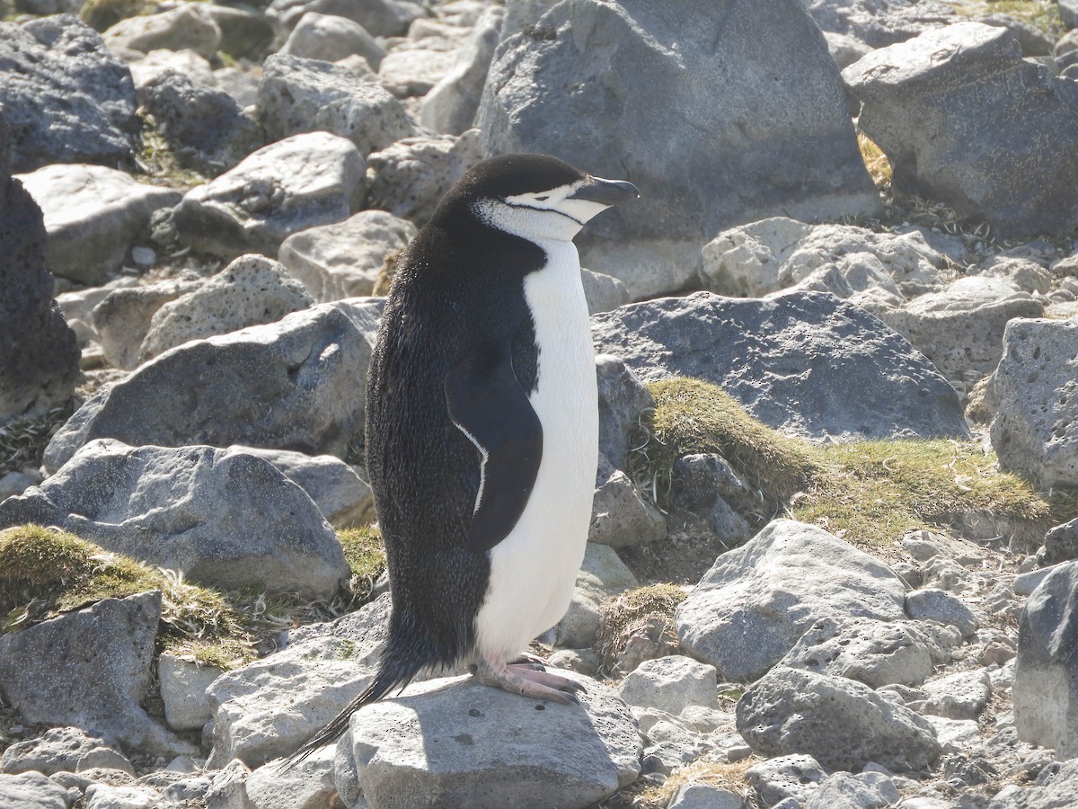 Антарктический пингвин - ML619165161