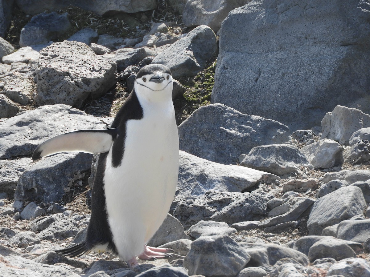 Антарктический пингвин - ML619165170