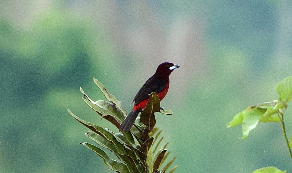 Black-bellied Tanager - ML619165185