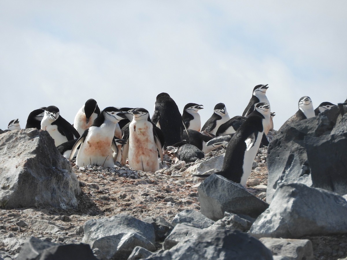 Антарктический пингвин - ML619165191