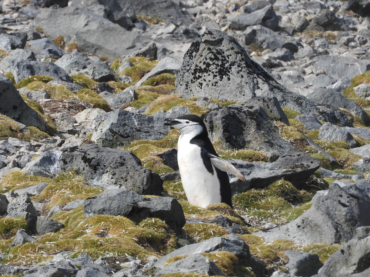 Пінгвін антарктичний - ML619165192
