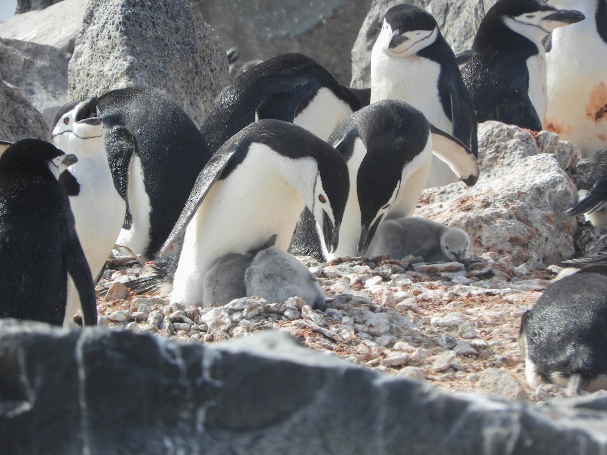 Антарктический пингвин - ML619165199