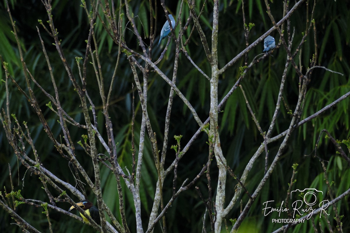 Blue-gray Tanager - ML619165203