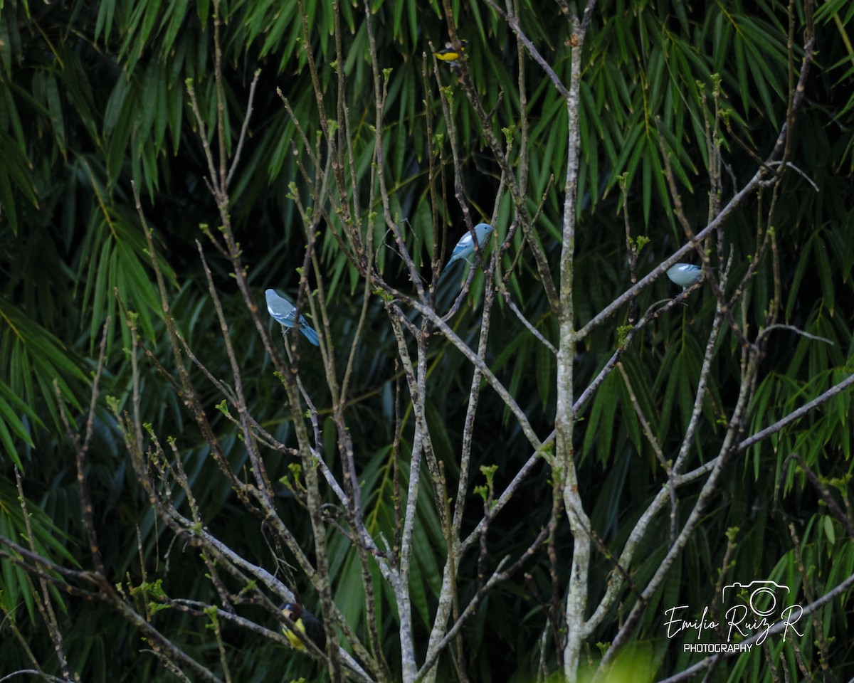 Blue-gray Tanager - ML619165204
