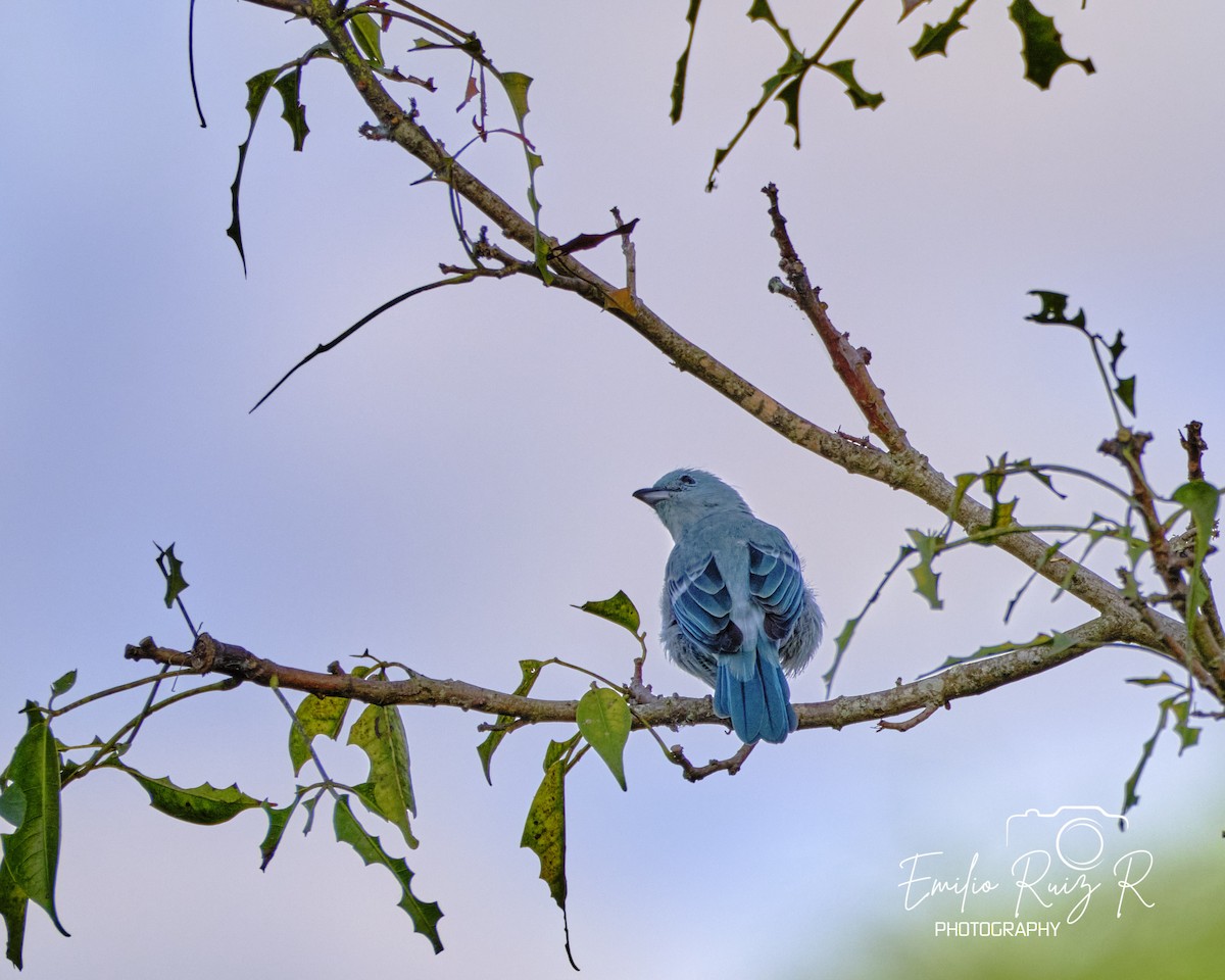 Blue-gray Tanager - ML619165205