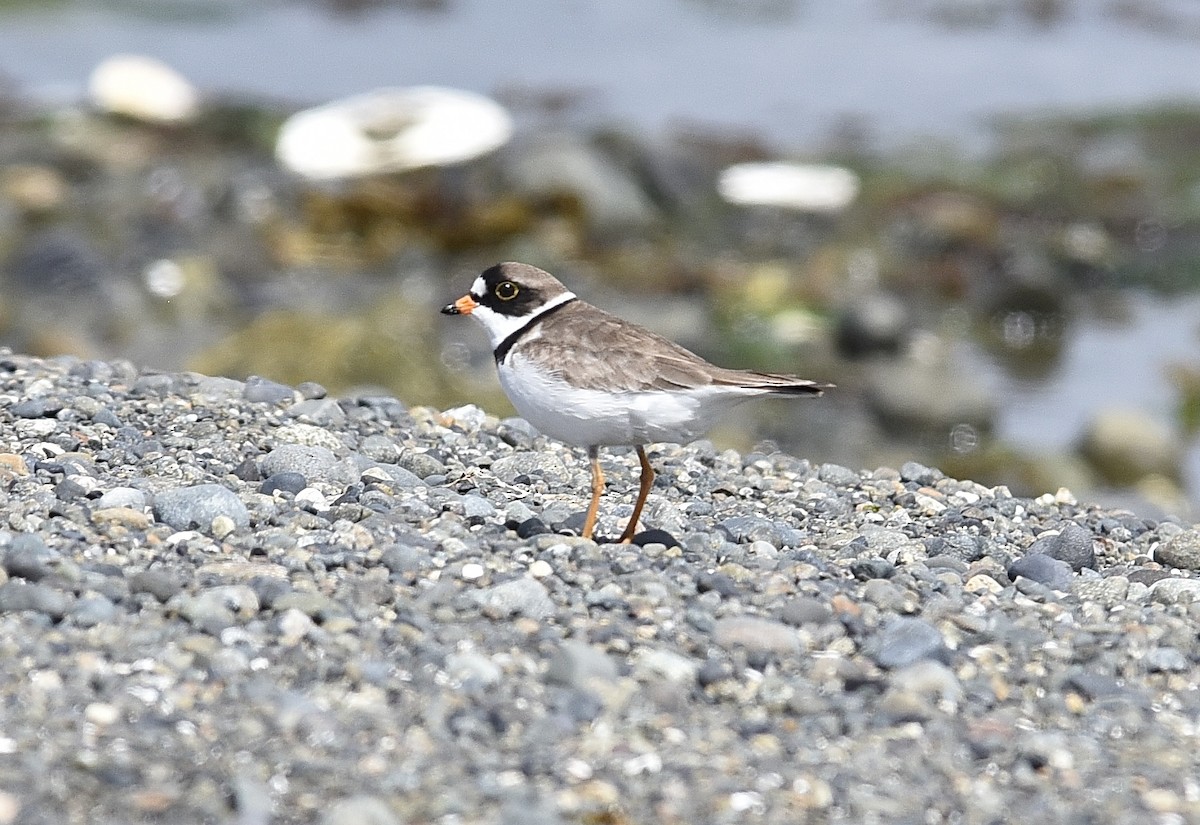 Semipalmated Plover - ML619165219