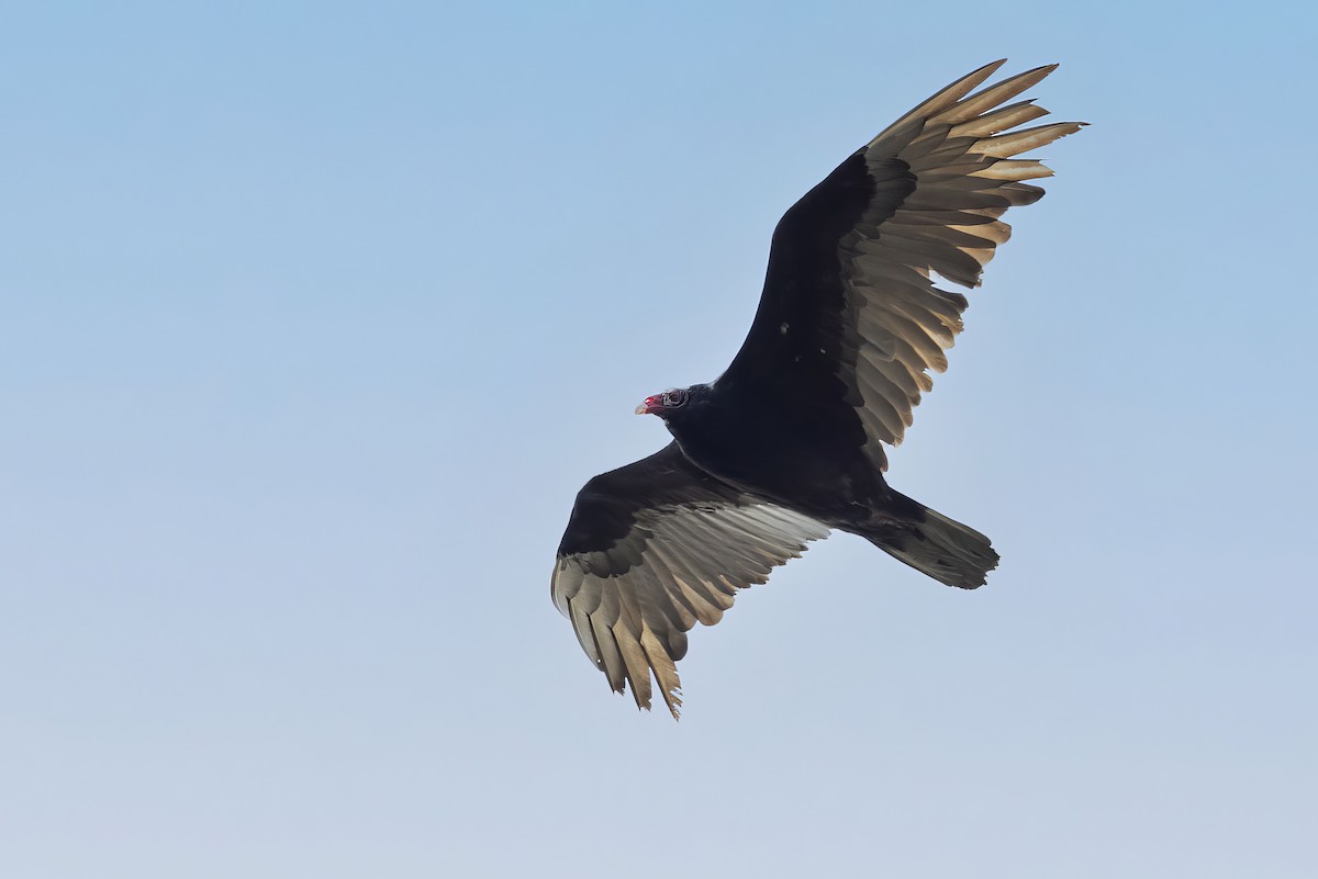 Turkey Vulture - ML619165221