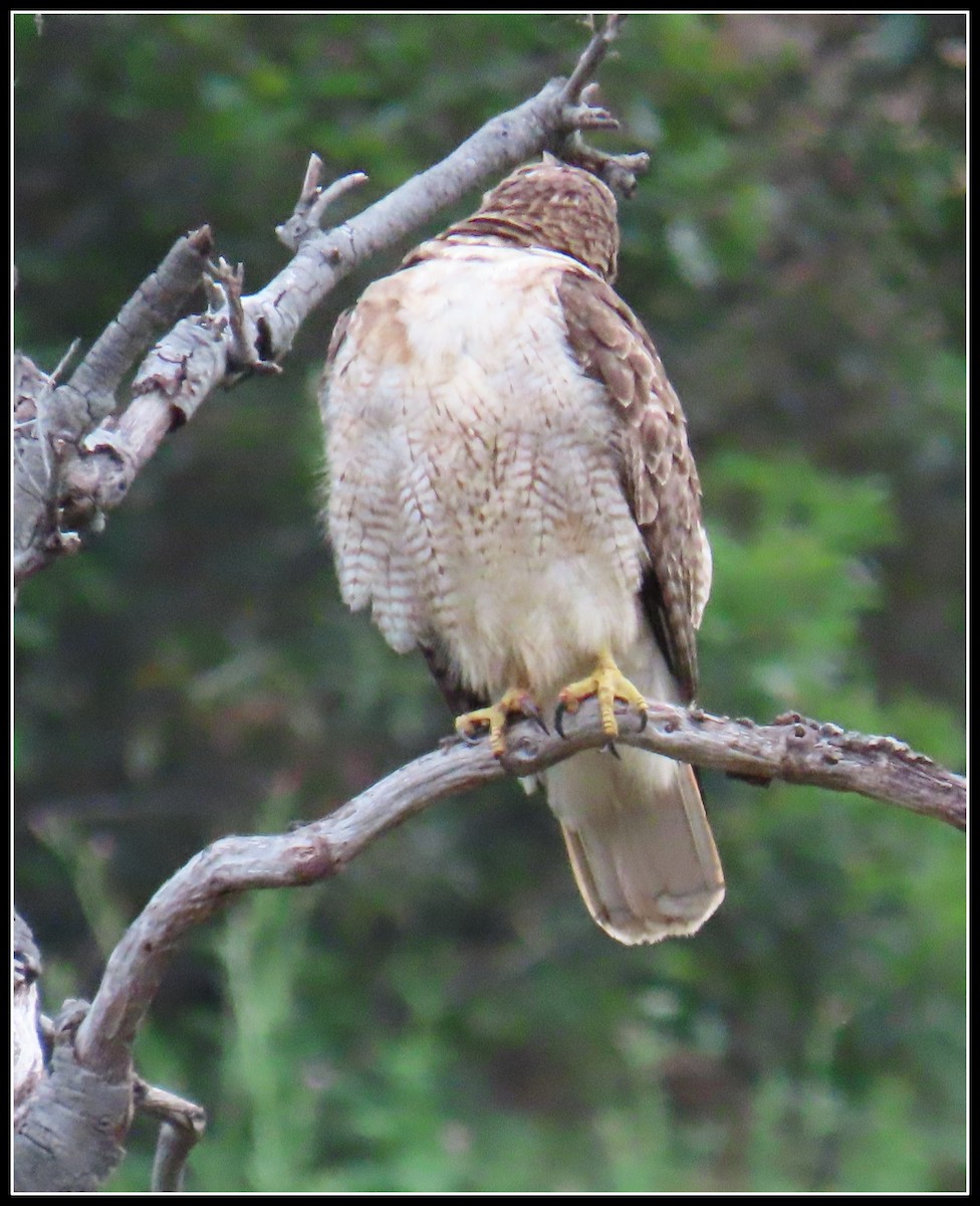 Red-tailed Hawk - ML619165235