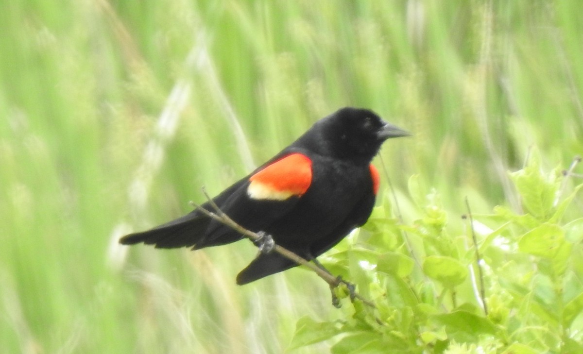 Red-winged Blackbird - ML619165272