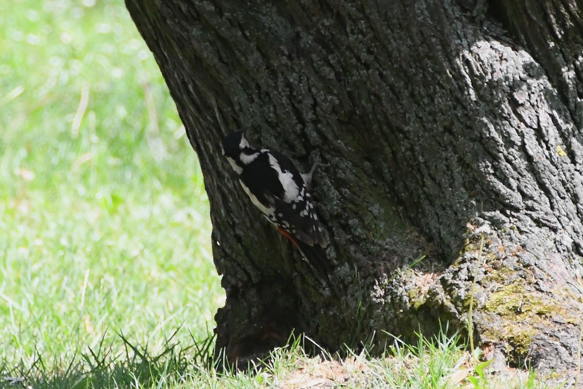 Great Spotted Woodpecker (Great Spotted) - ML619165274