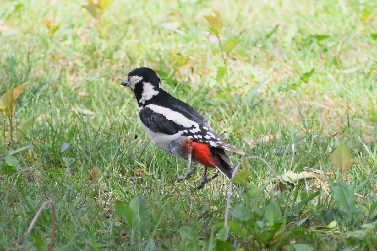 Great Spotted Woodpecker (Great Spotted) - ML619165279
