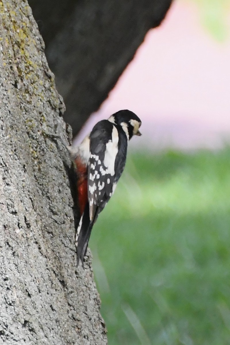 Great Spotted Woodpecker (Great Spotted) - ML619165281