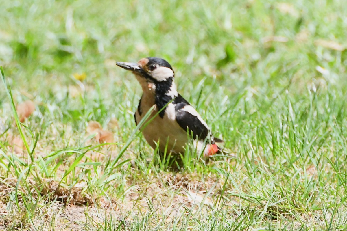 Great Spotted Woodpecker (Great Spotted) - ML619165287