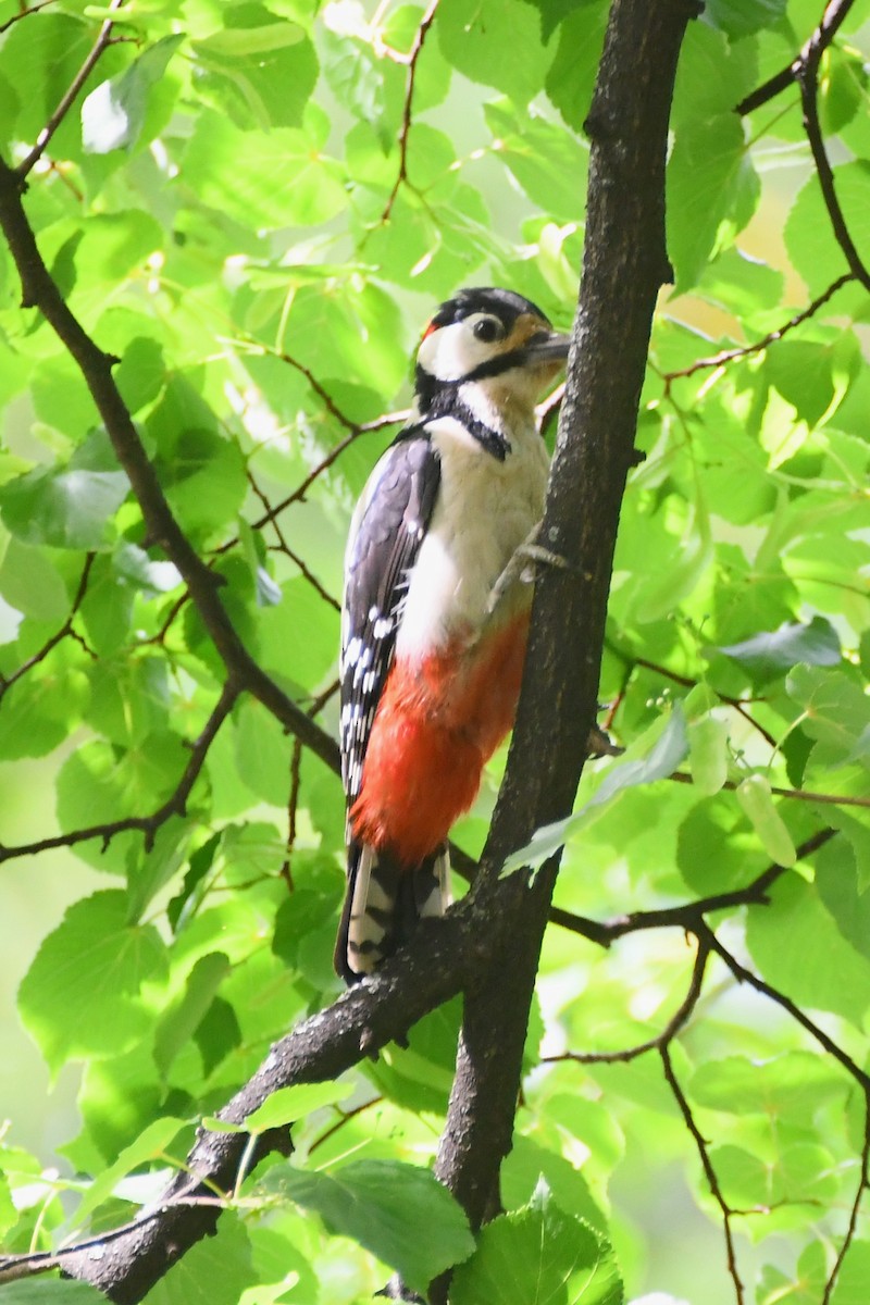 Great Spotted Woodpecker (Great Spotted) - ML619165288
