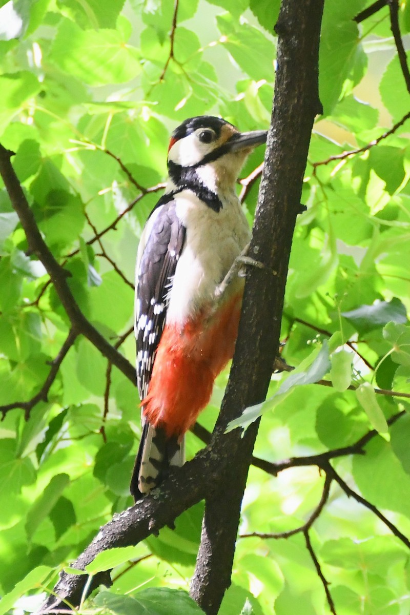 Great Spotted Woodpecker (Great Spotted) - ML619165294