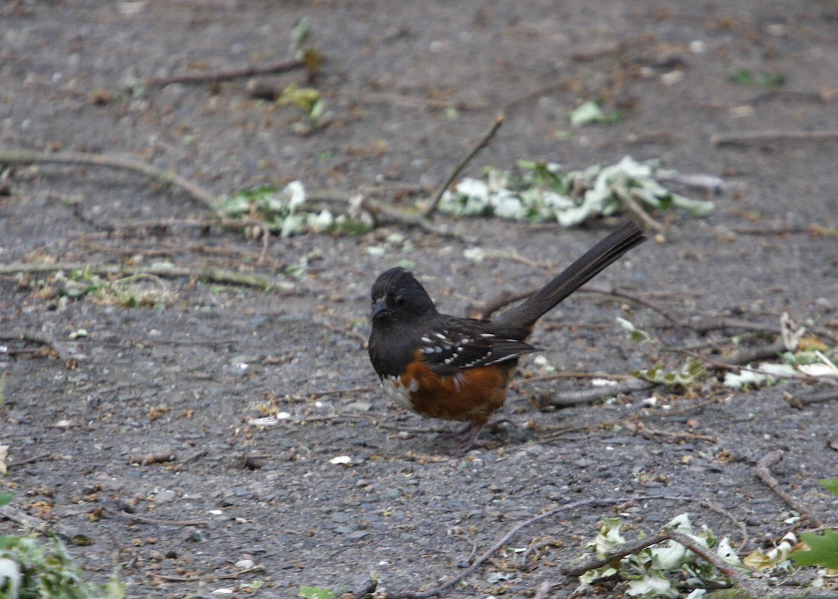 Spotted Towhee - ML619165298