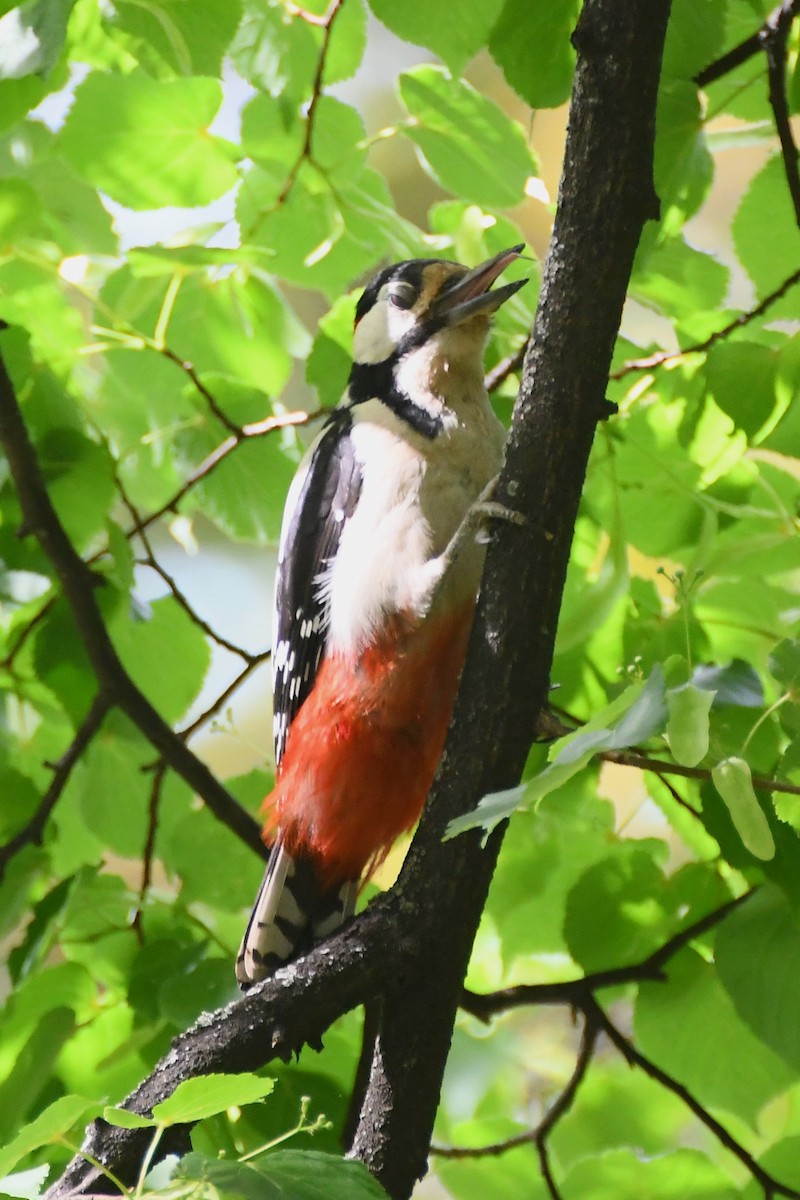 Great Spotted Woodpecker (Great Spotted) - ML619165299