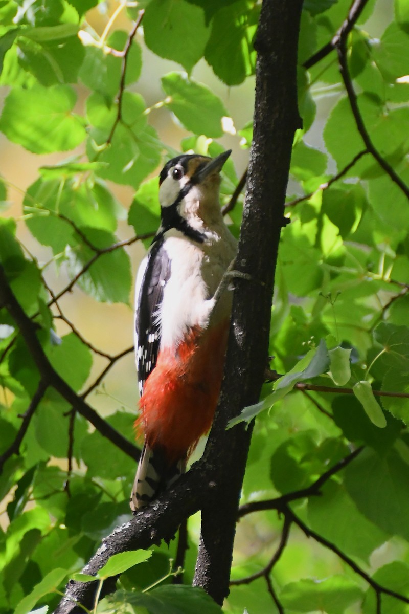 Great Spotted Woodpecker (Great Spotted) - ML619165301
