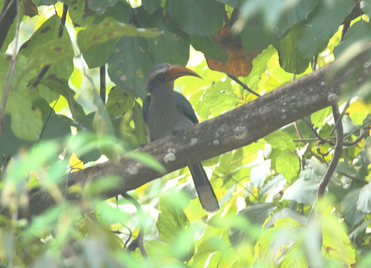 Malabar Gray Hornbill - ML619165314