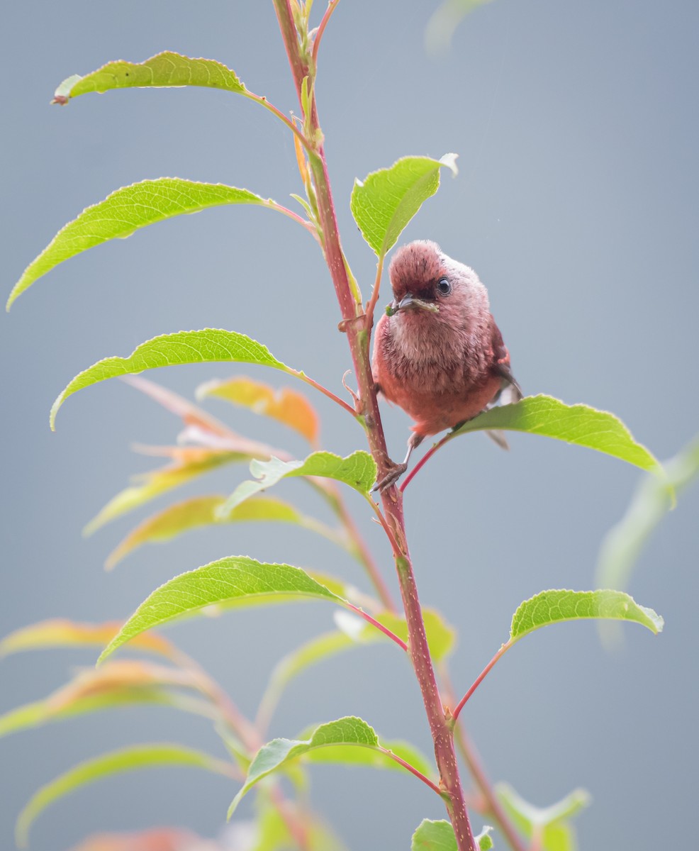 Pink-headed Warbler - ML619165330