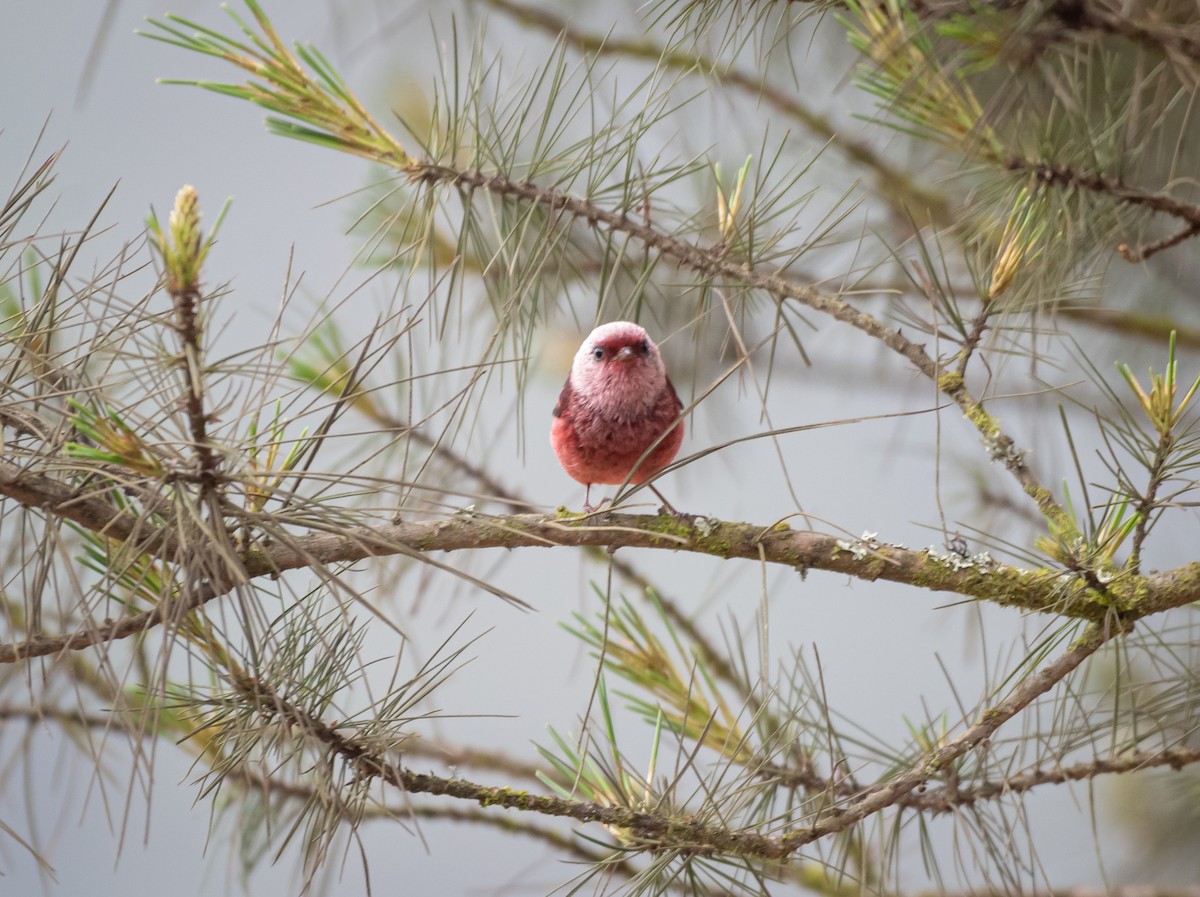 Pink-headed Warbler - ML619165333