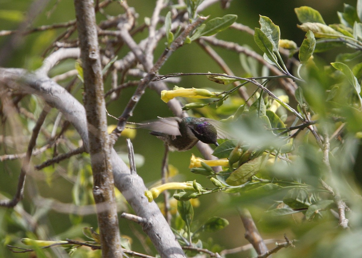 Costa's Hummingbird - ML619165355