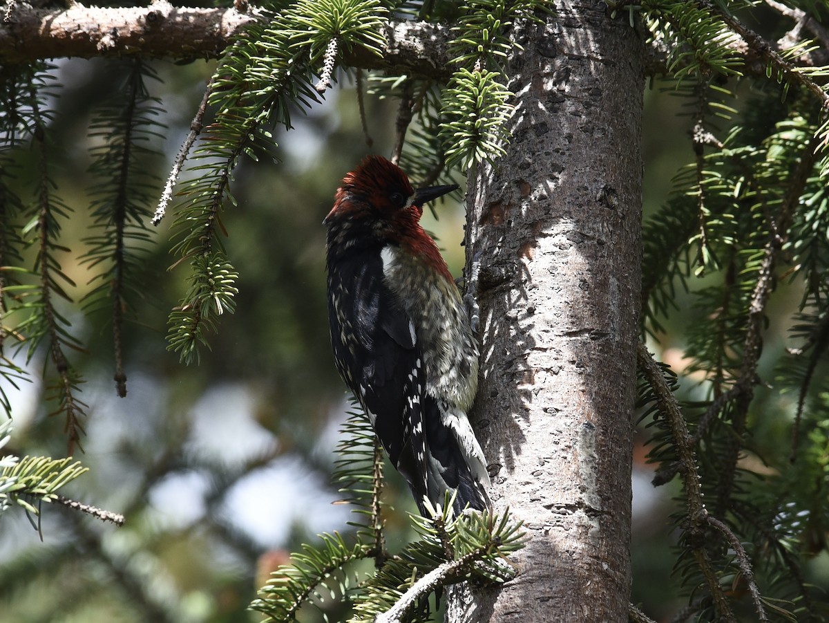 Red-breasted Sapsucker - ML619165389