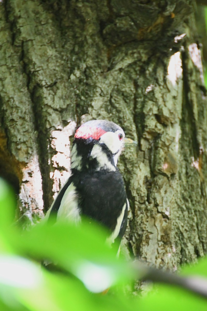 Great Spotted Woodpecker (Great Spotted) - ML619165390