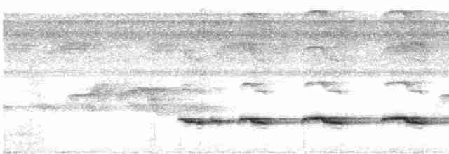 Weißschulter-Ameisenvogel - ML619165395