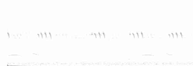 Winternachtschwalbe - ML619165397