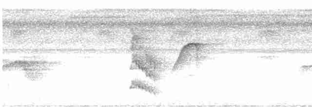 Мурав’янка-куцохвіст цяткована - ML619165415