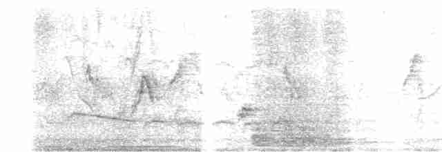 Cratérope indien - ML619165442