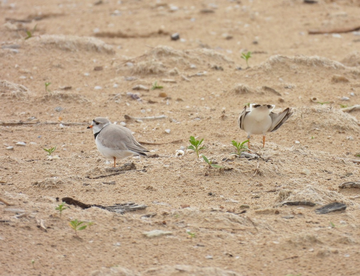 Piping Plover - ML619165446