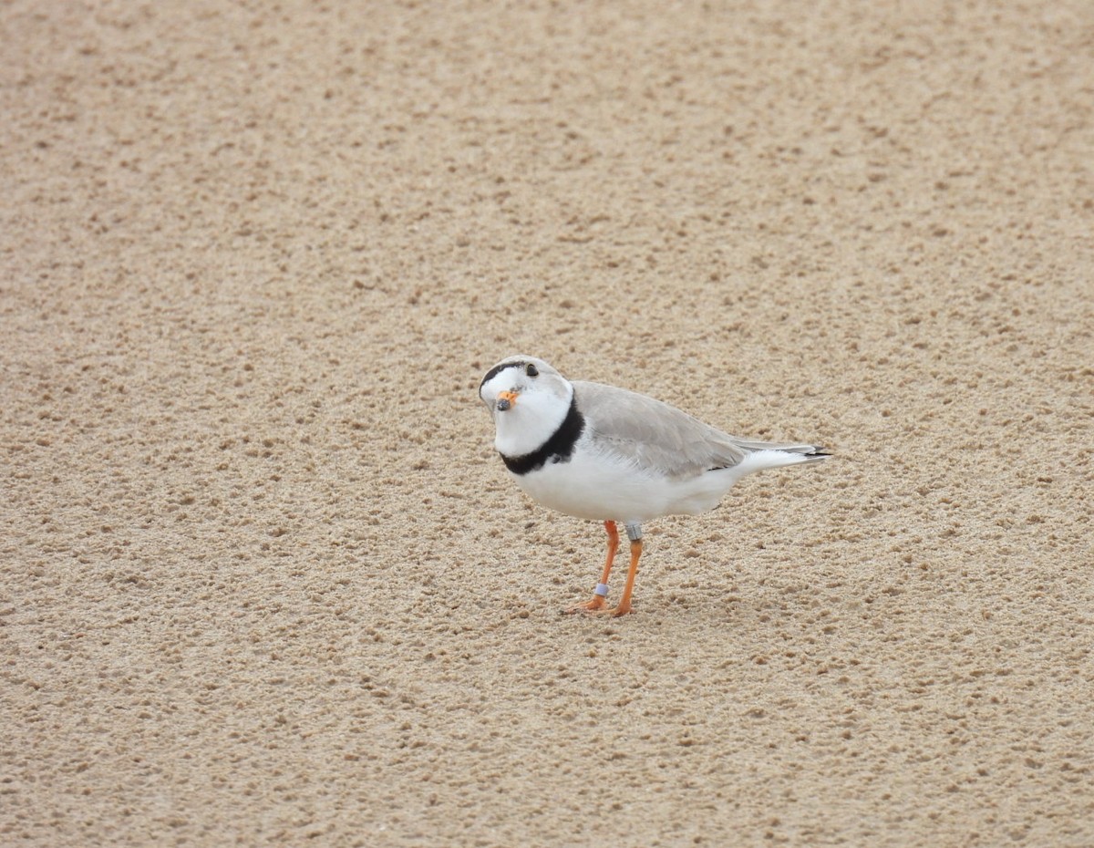 Piping Plover - ML619165453