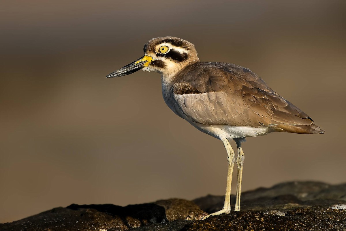 Great Thick-knee - ML619165465