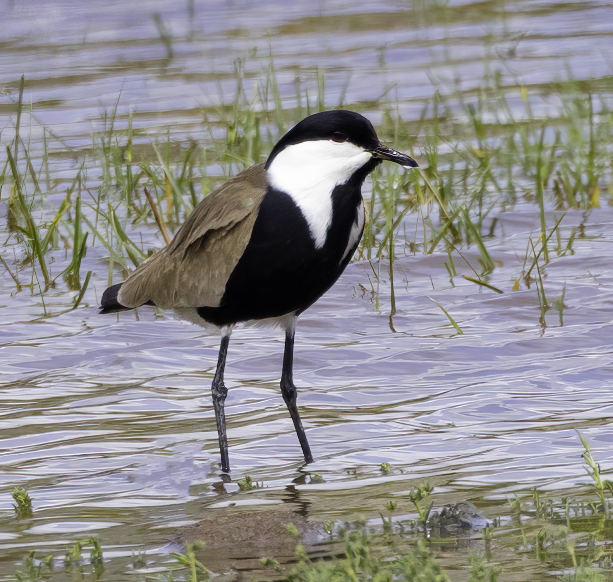 Spur-winged Lapwing - ML619165505
