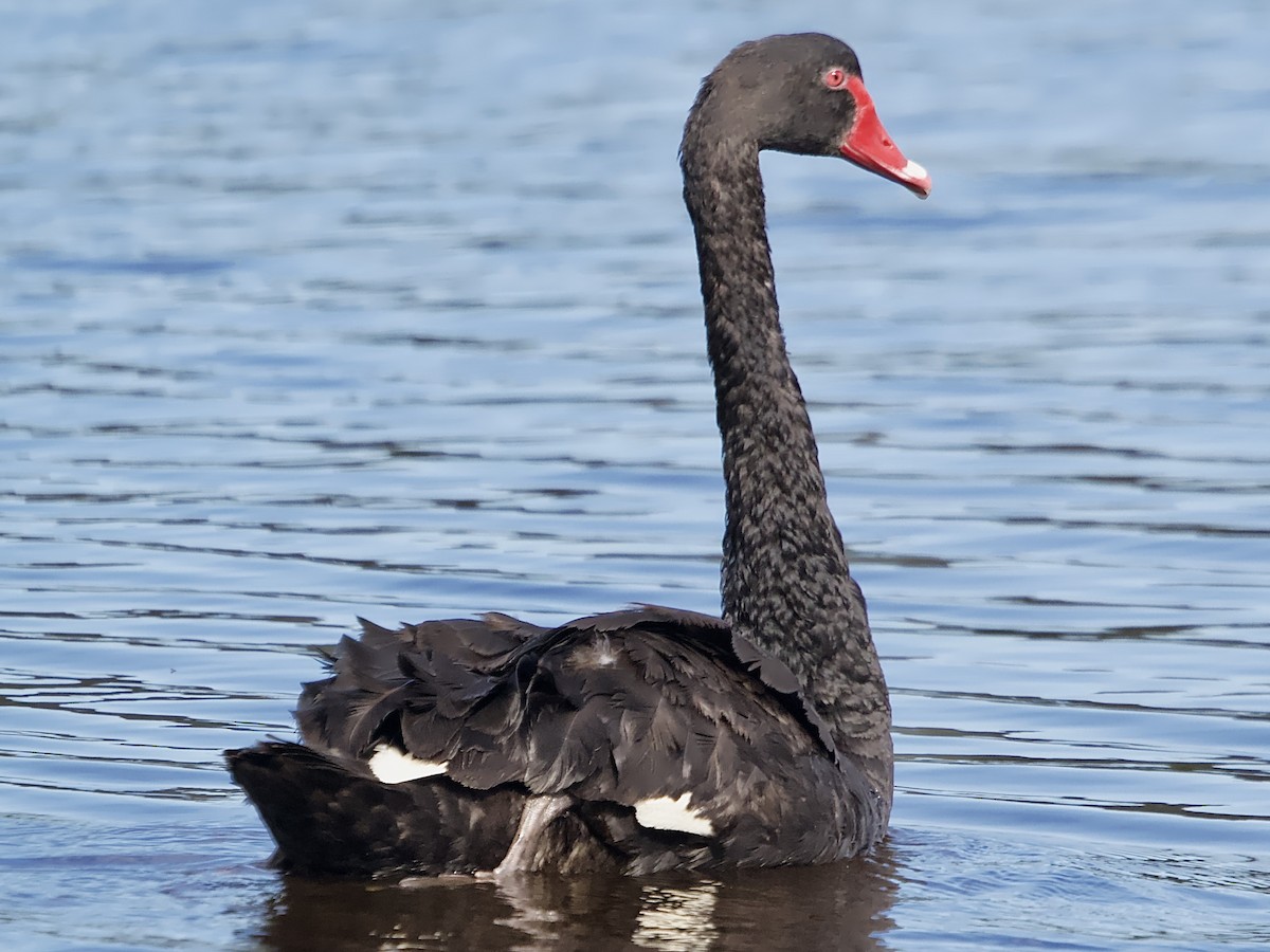 Black Swan - ML619165517
