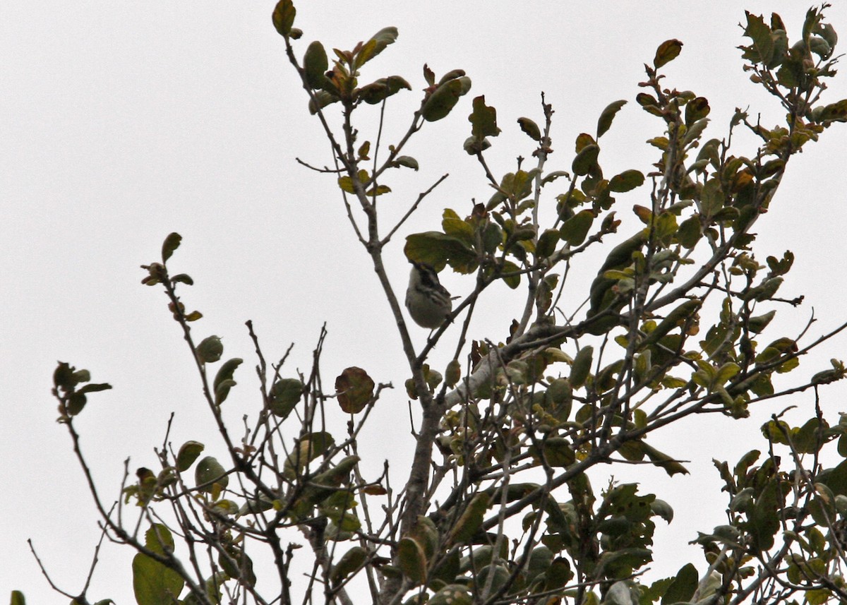 Black-throated Gray Warbler - ML619165532