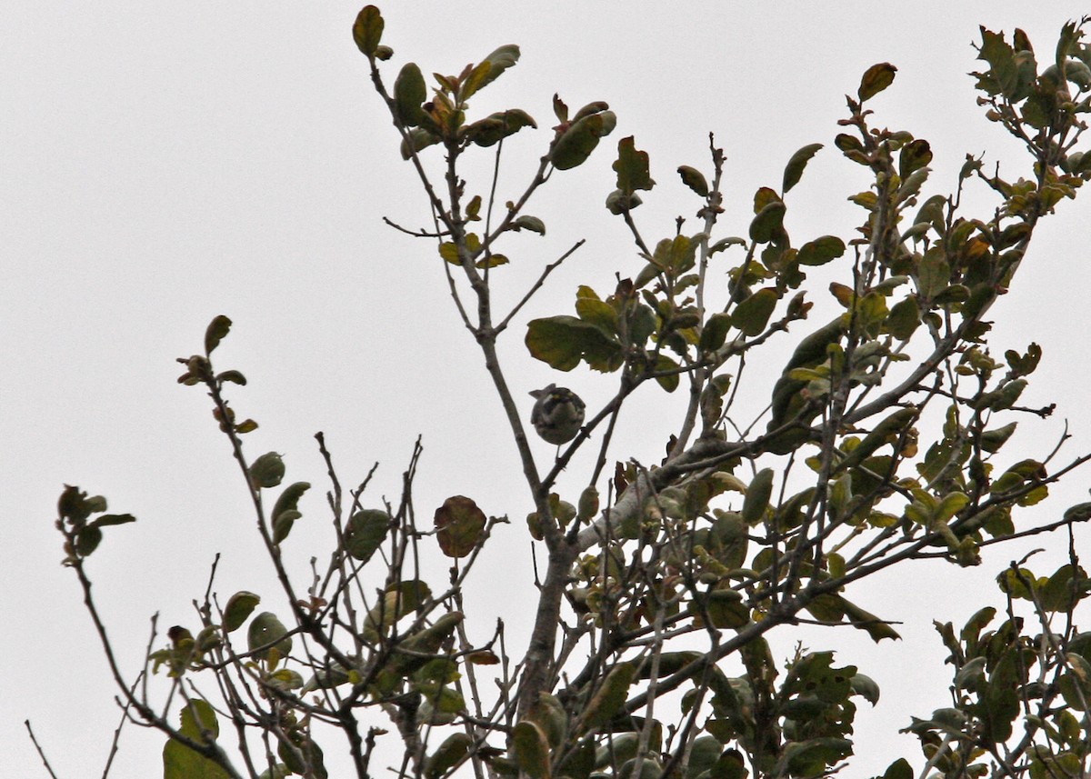 Black-throated Gray Warbler - ML619165533