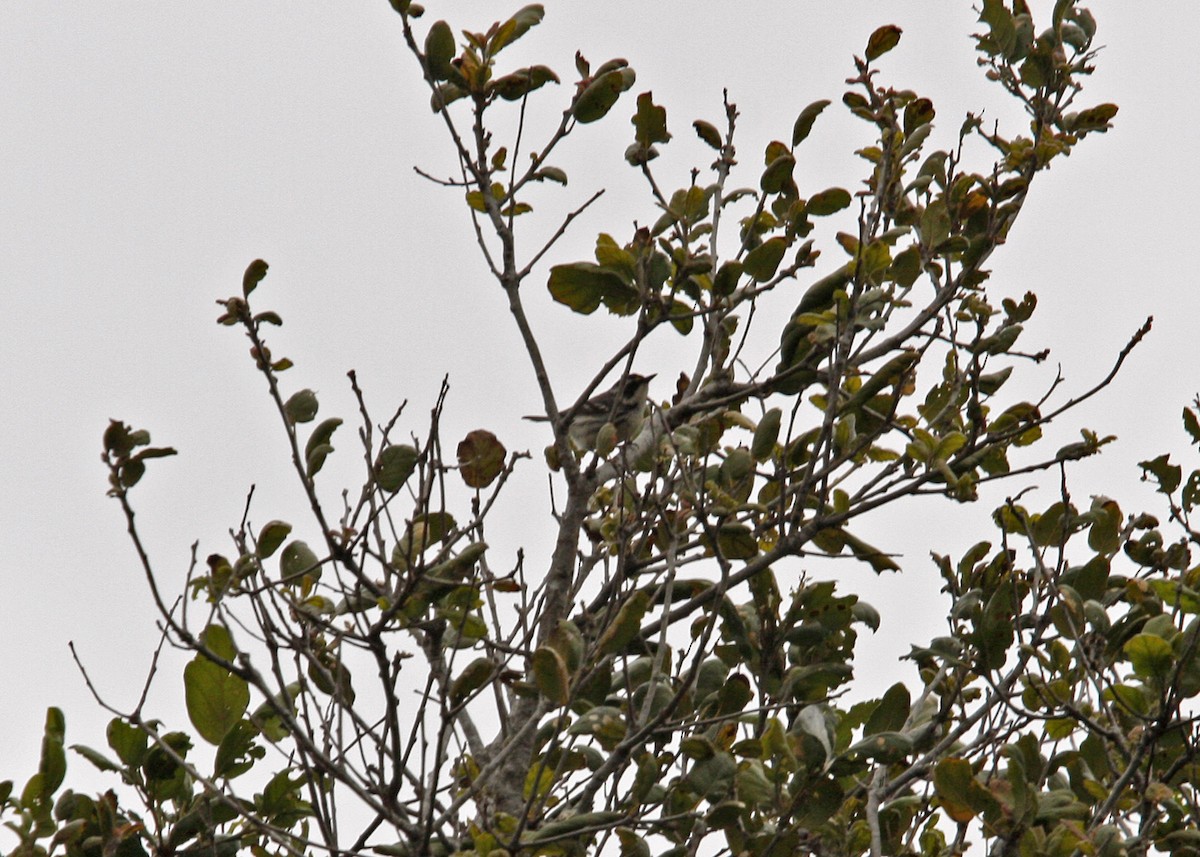 Black-throated Gray Warbler - ML619165534