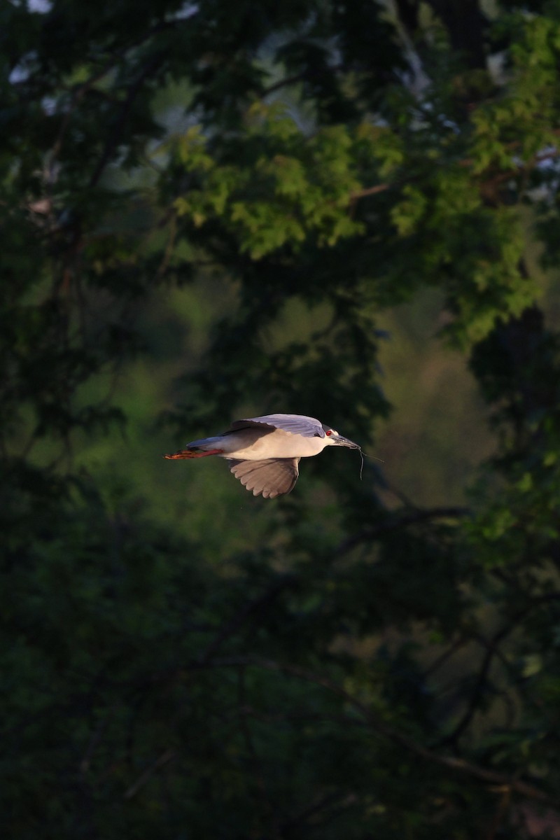 Black-crowned Night Heron - ML619165545