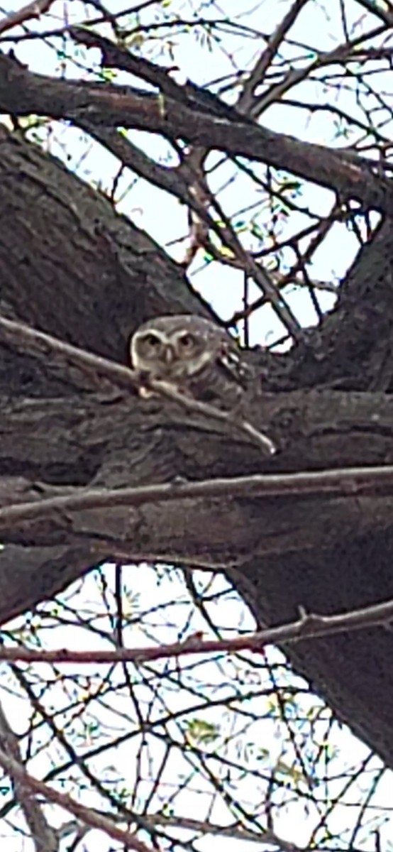 Spotted Owlet - ML619165550