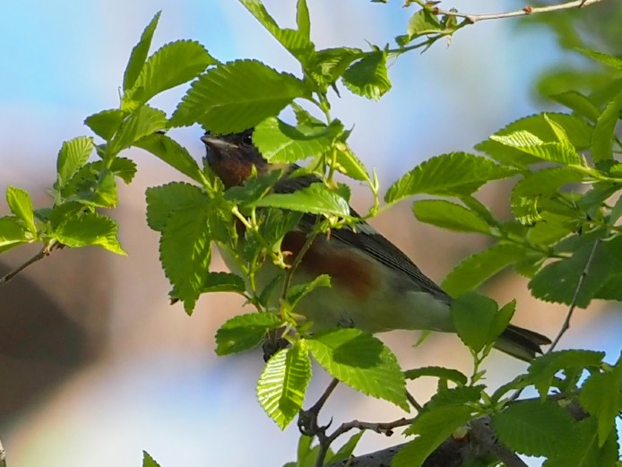 Bay-breasted Warbler - ML619165576
