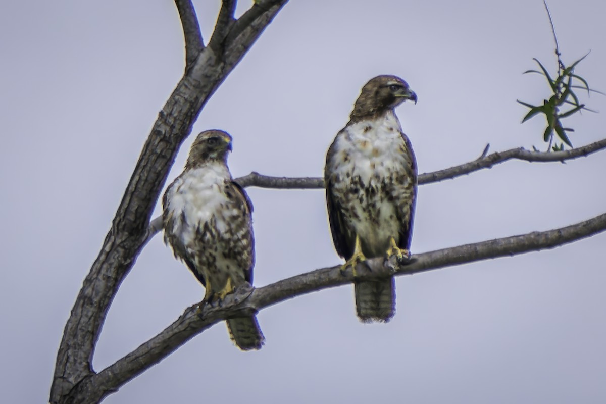Red-tailed Hawk - ML619165627