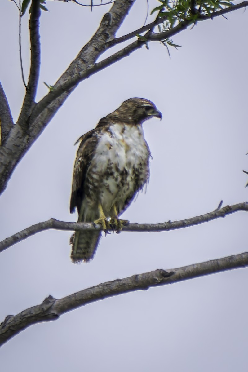 Red-tailed Hawk - ML619165628
